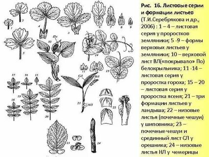 Верхний лист