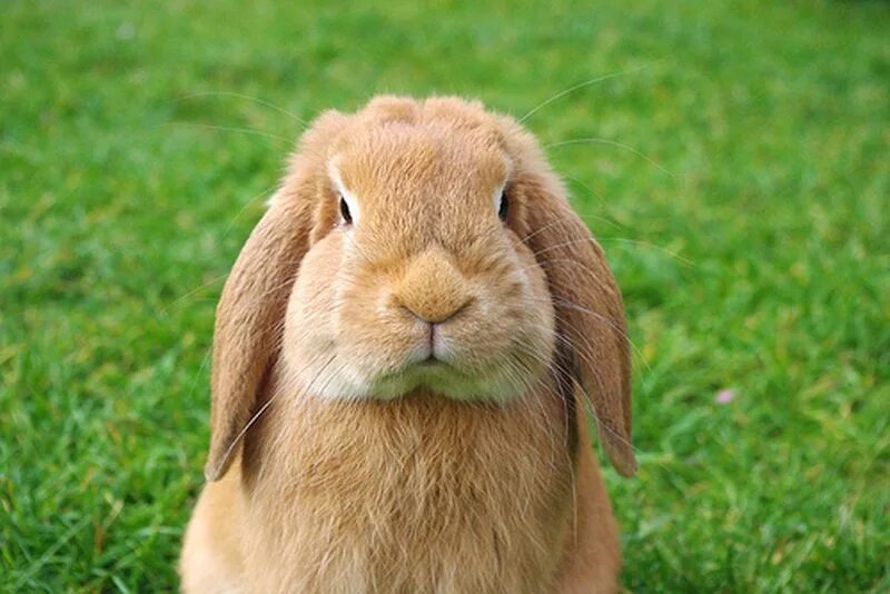 Недовольный заяц. Красивый зайчик. Bunnies very. Серьезный заяц. Бунни рэббит.