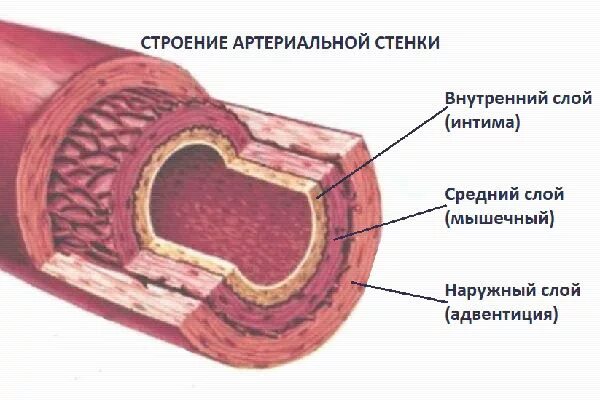 Срез сосуда. Строение стенки артерии слои. Анатомическое строение стенки артерии. Строение стенки артериального сосуда. Строение стенки сосуда артерии.