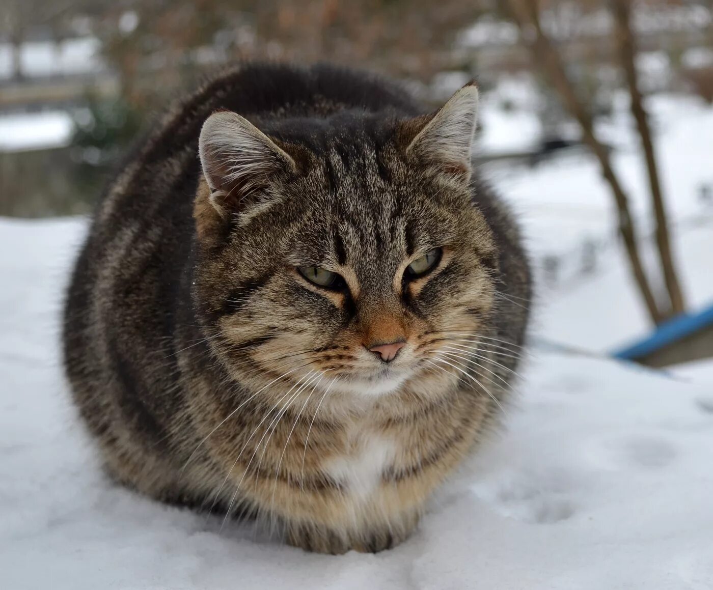 Мурзик. Кот Мурзик. Кот и Мурлик. Порода кошек Мурзики. Кошечка Мурзик.