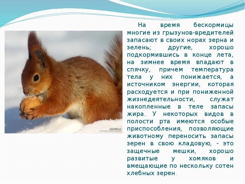 Грызуны доклад. Презентация на тему грызуны. сообщение про грызунов.