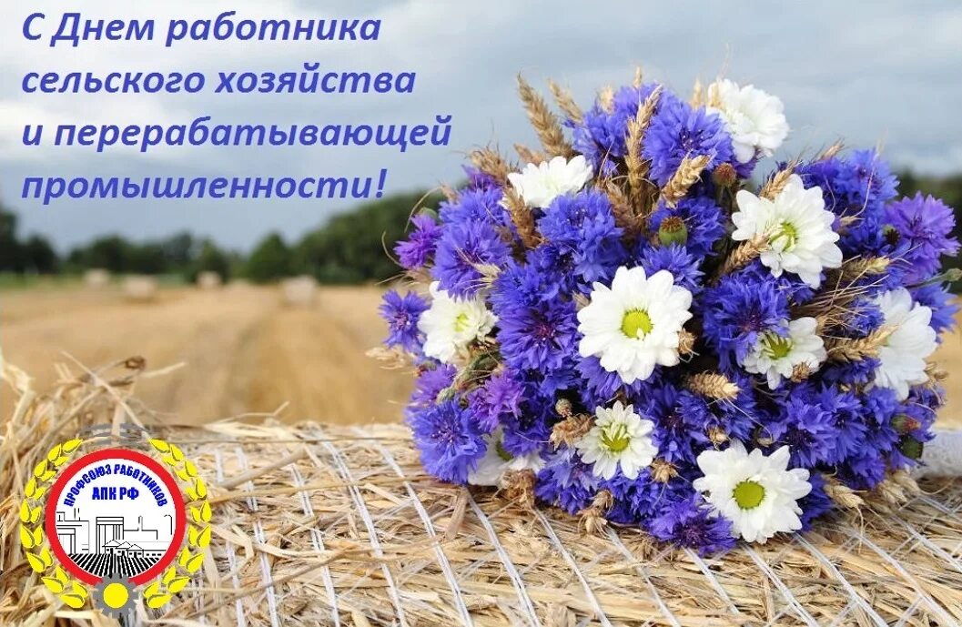 Красивые букеты васильков - найдено 90 картинок