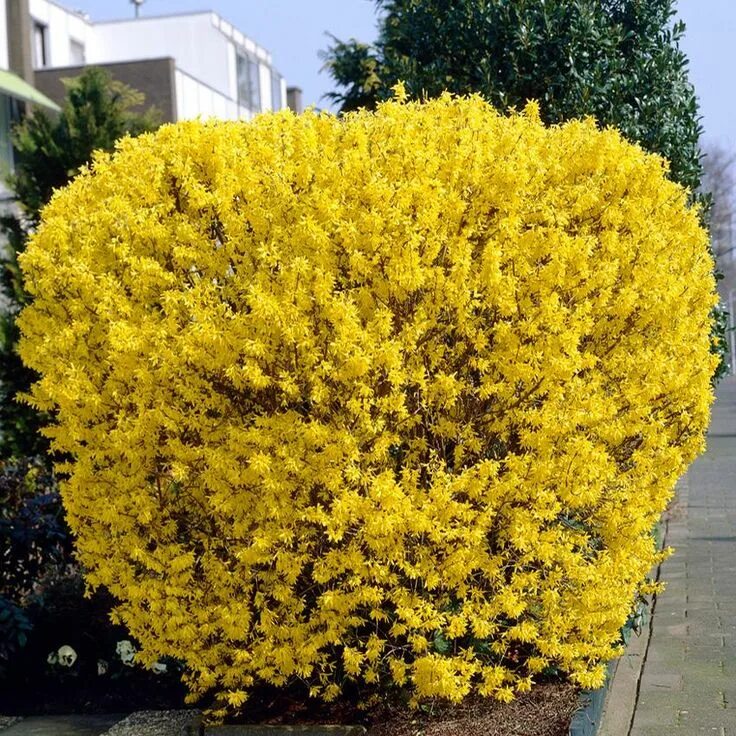 Форзиция линвуд описание. Форзиция линвуд. форзиция промежуточная линвуд. форзиция линвуд голд. форзиция lynwood.