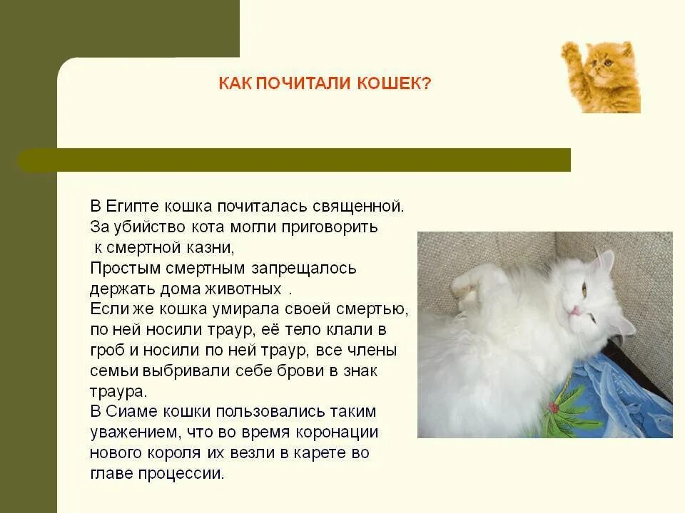 Сколько в среднем живут кошки домашние стерилизованные. Продолжительность жизни кошек. Продолжительность жизни домашних кошек. Продолжительность жизни кота в домашних условиях. Средняя Продолжительность жизни кошек.