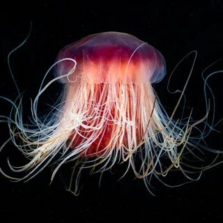 Эра медуз какая эра