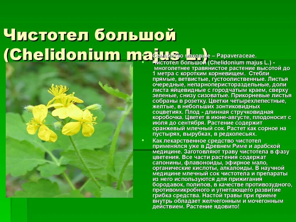 Чистотел польза и вред. Чистотел большой Chelidonium majus. Chelidonium. Хелидониум (чистотел).. Чистотел большой Chelidonium majus l. сырье. Чистотел большой информация.