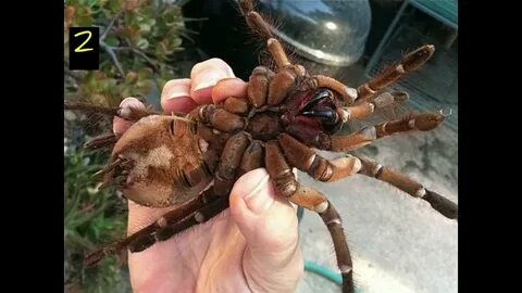 Софи Мун мен Сандра - лесбиянкалар