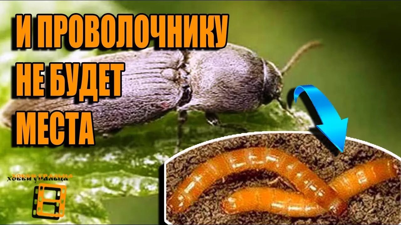 Проволочник (жук-щелкун) меры борьбы и препараты для защиты Щелково Агрохим