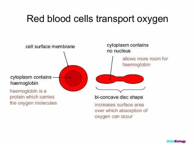 Cell surface membrane. Red Blood Cells function. Red Blood Cell diagram. Red Blood Cell structure.