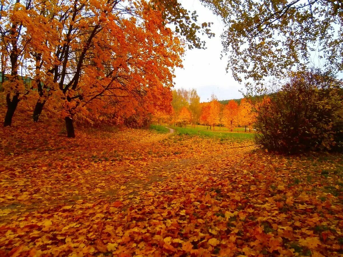 Оранжевый клен осенью. Листья. Оранжевая осень. Дерево с оранжевыми листьями. Дерево с оранжевыми листьями.
