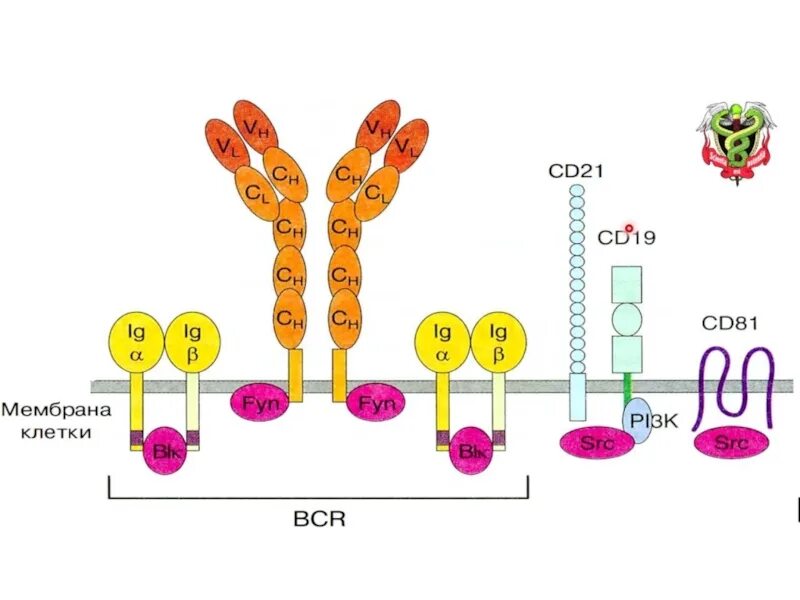 Иммуноглобулин в лимфоциты. Структура BCR рецептора. Строение BCR рецептора. BCR Рецептор лимфоцитов. Строение b клеточного рецептора.