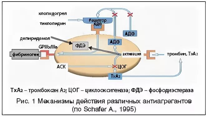 Фосфодиэстеразы механизм. Ингибиторы фдэ механизм действия. ингибиторы фдэ-5. ингибиторы фдэ-5 механизм действия. ингибиторы фдэ 4 механизм.