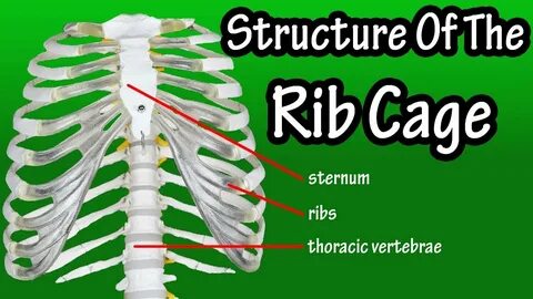 Ribs песня