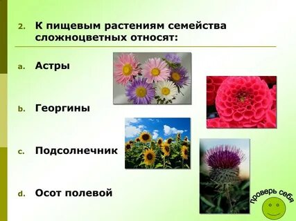 Название растения семейства сложноцветные