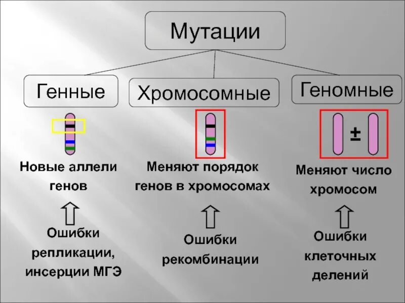 Удвоение хромосом какая мутация. Генные геномные хромосомные мутации таблица. Виды мутаций генные хромосомные геномные. Генные геномные хромосомные. Генные хромосомные и геномные мутации примеры.