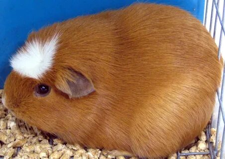 Guinea перевод