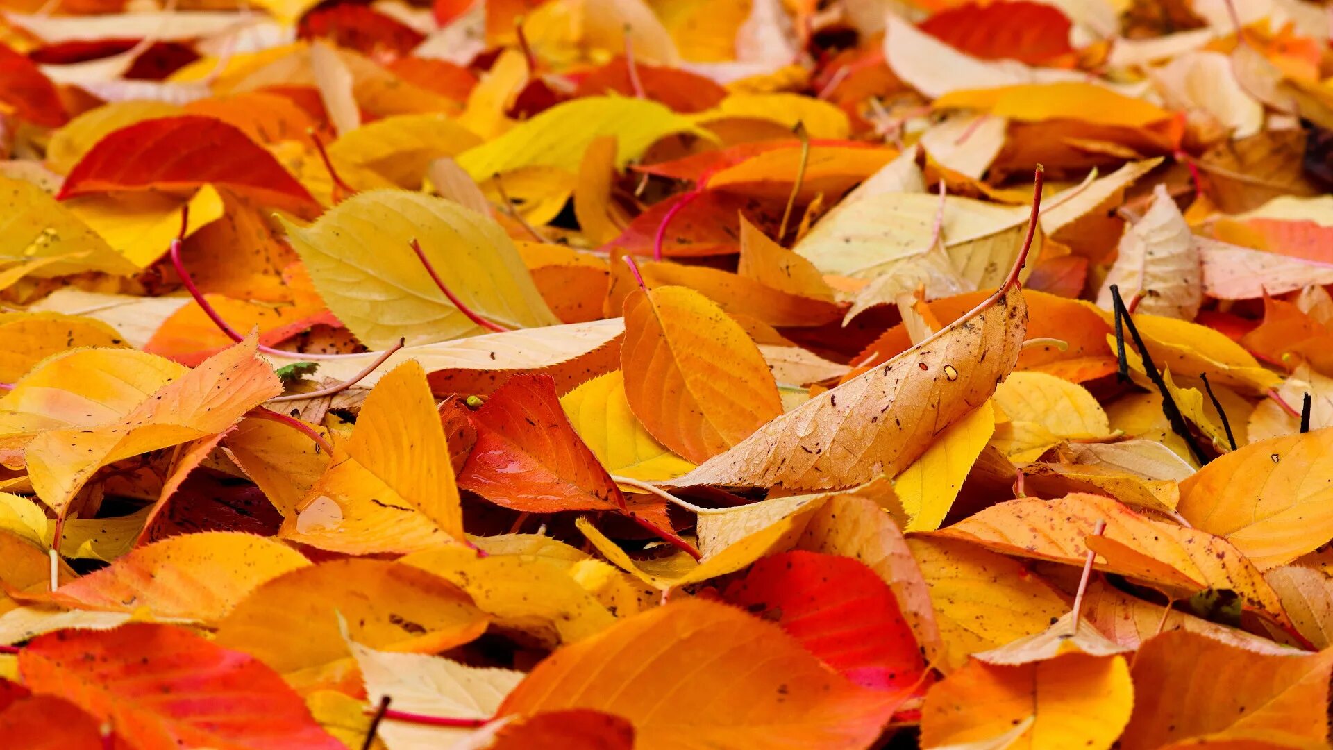 Осенний листопад. Обои на рабочий стол осень. Куча листвы. Осенние листья картинки на рабочий стол. Ворох желтых листьев