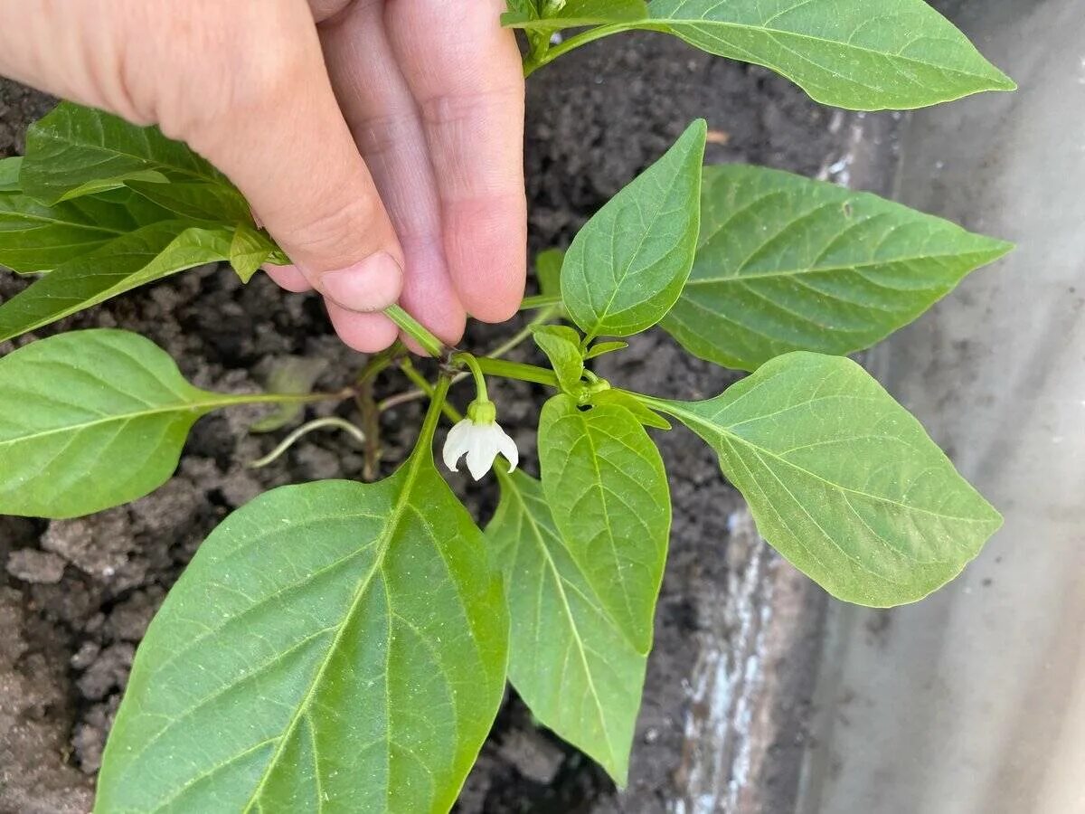 Прищипка перца рассады. Пасынкование перцев в теплице схема. Пасынкование перца. Прищипка цветов. Прищипка перца рассады.