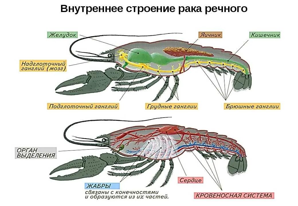 Предки ракообразных. Внешнее и внутренне строение ракообразных. Внешнее строение членистоногих схема. Внутреннее строение ракообразных. Кровеносная система насекомых и ракообразных.