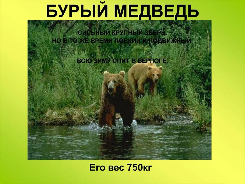Бурый медведь огэ информатика. Презентация на тему бурый медведь. медведь для презентации. презентация на 3 слайда про бурого медведя.