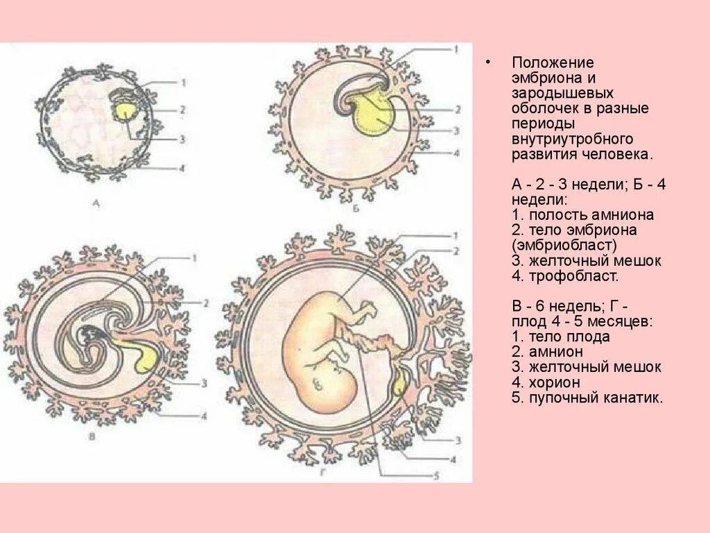 Зародышевая оболочка амнион. Зародышевые оболочки амнион и хорион. Строение эмбриона желточный. Эмбриональные оболочки хорион амнион аллантоис. Появление амниона и других зародышевых оболочек