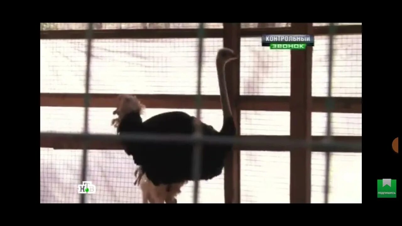 Начало программы чп