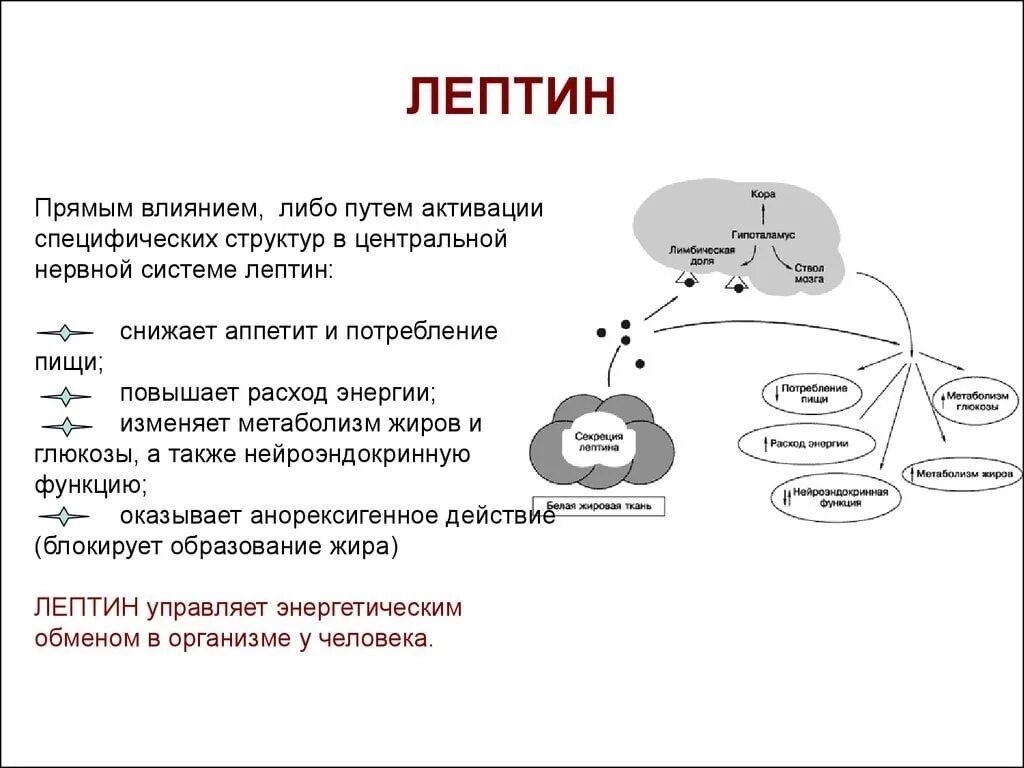 Нейролептин. Лептин. Структура, физиологические функции.. Лептин функции биохимия. Гормон лептин функции. Лептин гормон сытости.