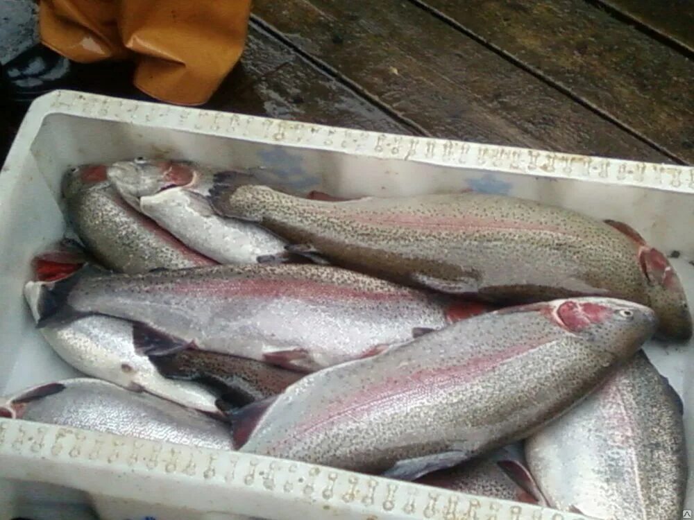 форель мурманская. форель карельская озерная. форель карельская непотершенная. вкусная охлажденная форель. форель радужная карельская карельская.