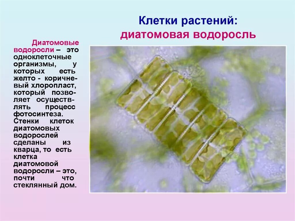 В клетках водорослей содержится. Клетка диатомовых водорослей. Диатомовые одноклеточные водоросли. Пигменты диатомовых водорослей. Диатомовые водоросли строение.