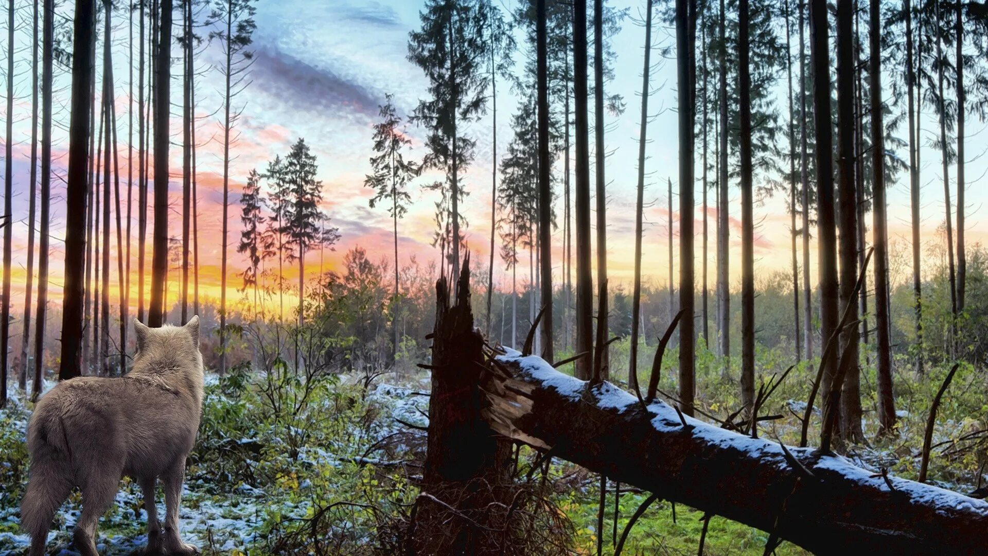 Сибирский, Таежный, Лесной, дикий. Тайга пейзаж. Красивая природа с животными. Лес с животными. Дом дикой природы