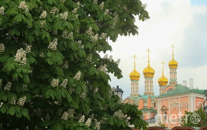 Весной в нашем дворе цветут каштаны. Каштановая аллея Киев. Киев каштаны цветут. Цветение каштана в Киеве. Аллея каштанов в Москве.