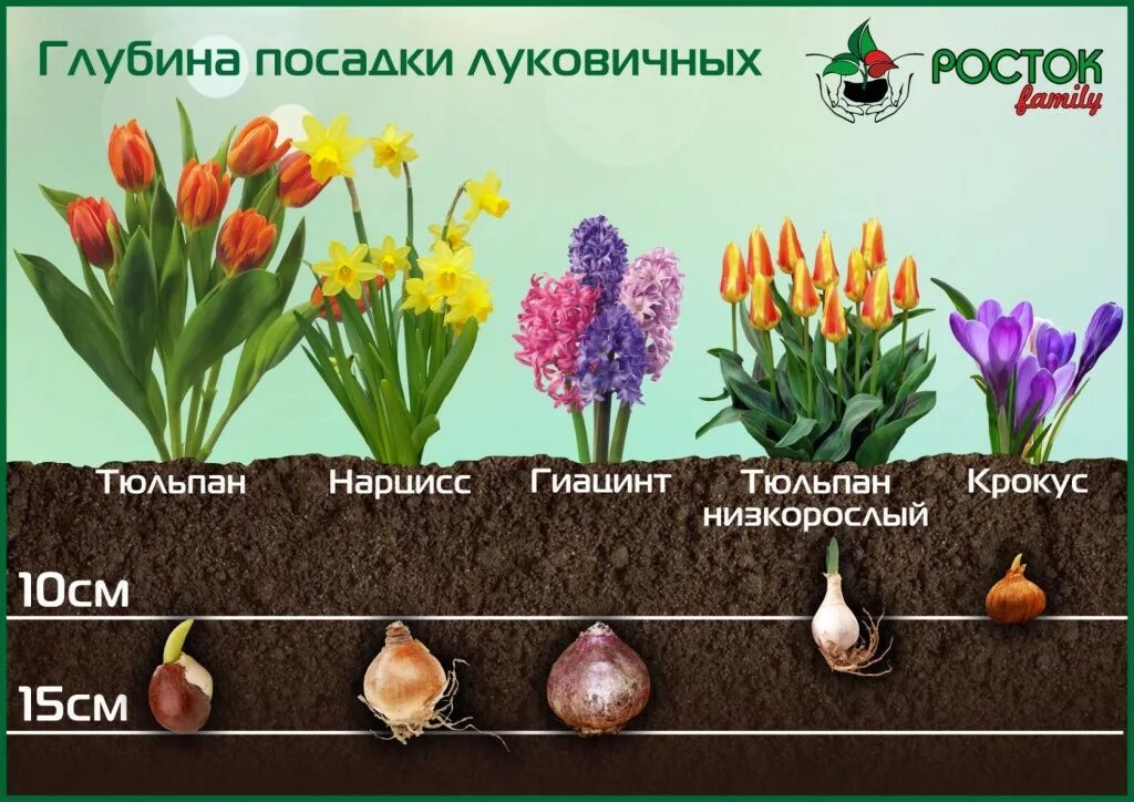На какую глубину нужно сажать