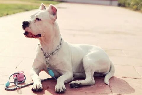 13 dog