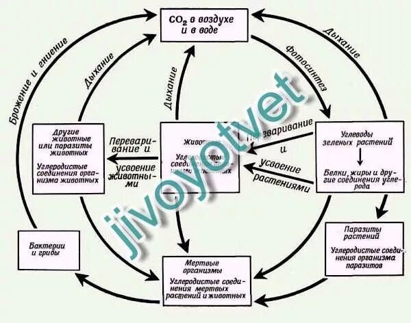 Круговорот веществ в природе 9 класс биология. Схема круговорот веществ в природе 6 класс. Схема биологического круговорота веществ 6 класс география. Круговорот веществ 5 класс биология. Таблица круговорот веществ в природе.