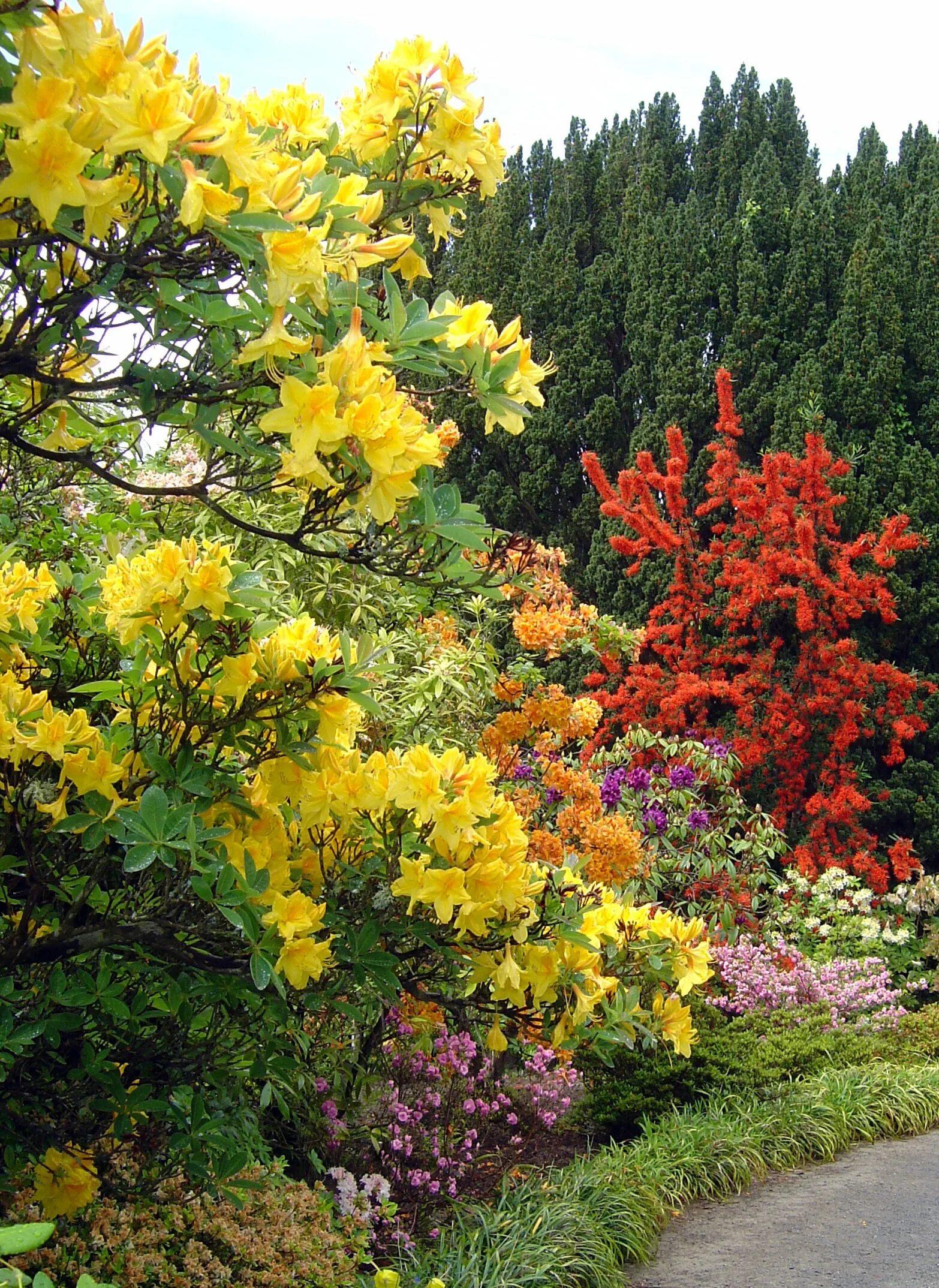Название цветущих кустарников все лето. Куст куст рододендрон. Рододендрон голоцветковый.