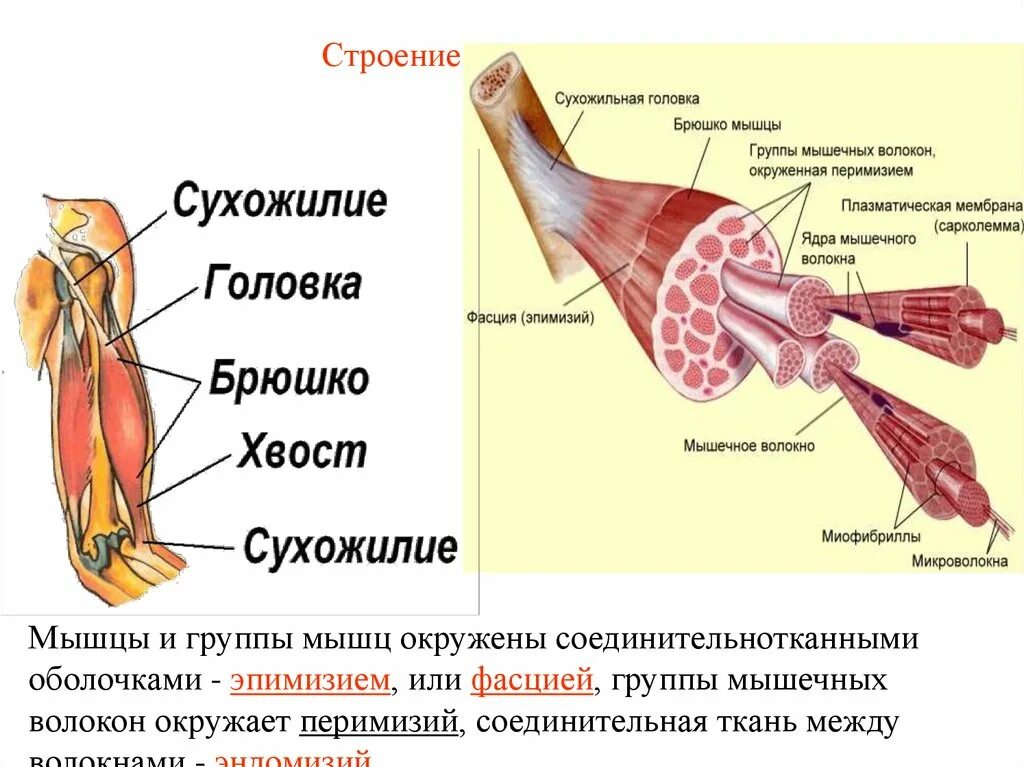 Сухожилие животных. Строение скелетной мускулатуры схема. Строение скелетной мышцы рисунок. Мышечная система скелетные мышцы строение функции. Строение скелетной мышцы внешнее строение.
