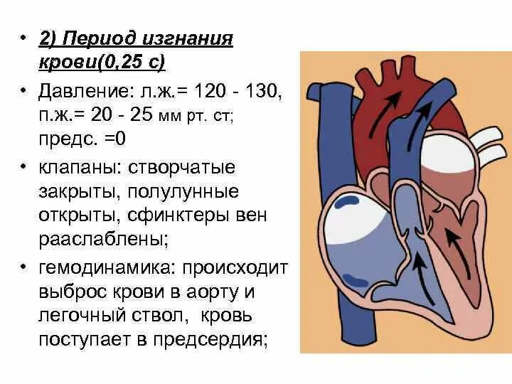 Какая кровь в левом желудочке сердца. Период изгнания крови. Давление крови в сердце. Показатели артериального давления в легочной артерии. Период изгнания сердца.