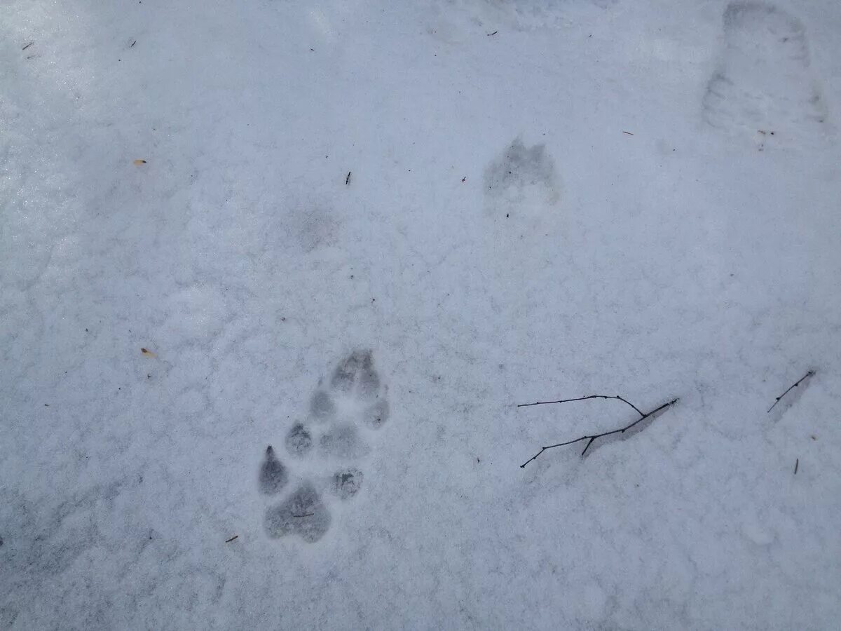 Волчьи следы фото. Следы зайца русака на снегу. Следы зайца русака. Следы лисы зимой. Следы волка на снегу.