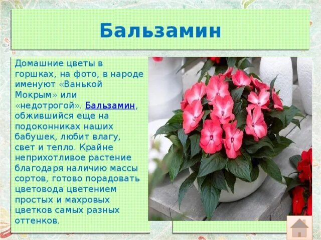 Цветок бальзамин фото и описание. Цветок бальзамин фото и описание. Цветок бальзамин фото и описание. Цветок бальзамин ванька мокрый. Цветок бальзамин фото и описание.