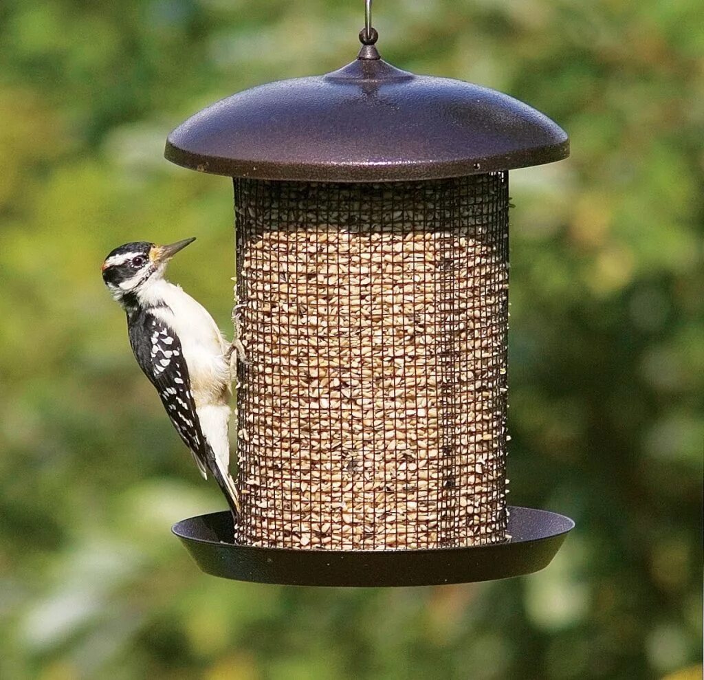 кормушка из бутылки. необычные кормушки для птиц. оригинальная кормушка из подручных материалов. кормушка из подручных материалов. кормушка из подручных материалов.