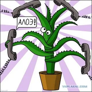 Алоэ телефон