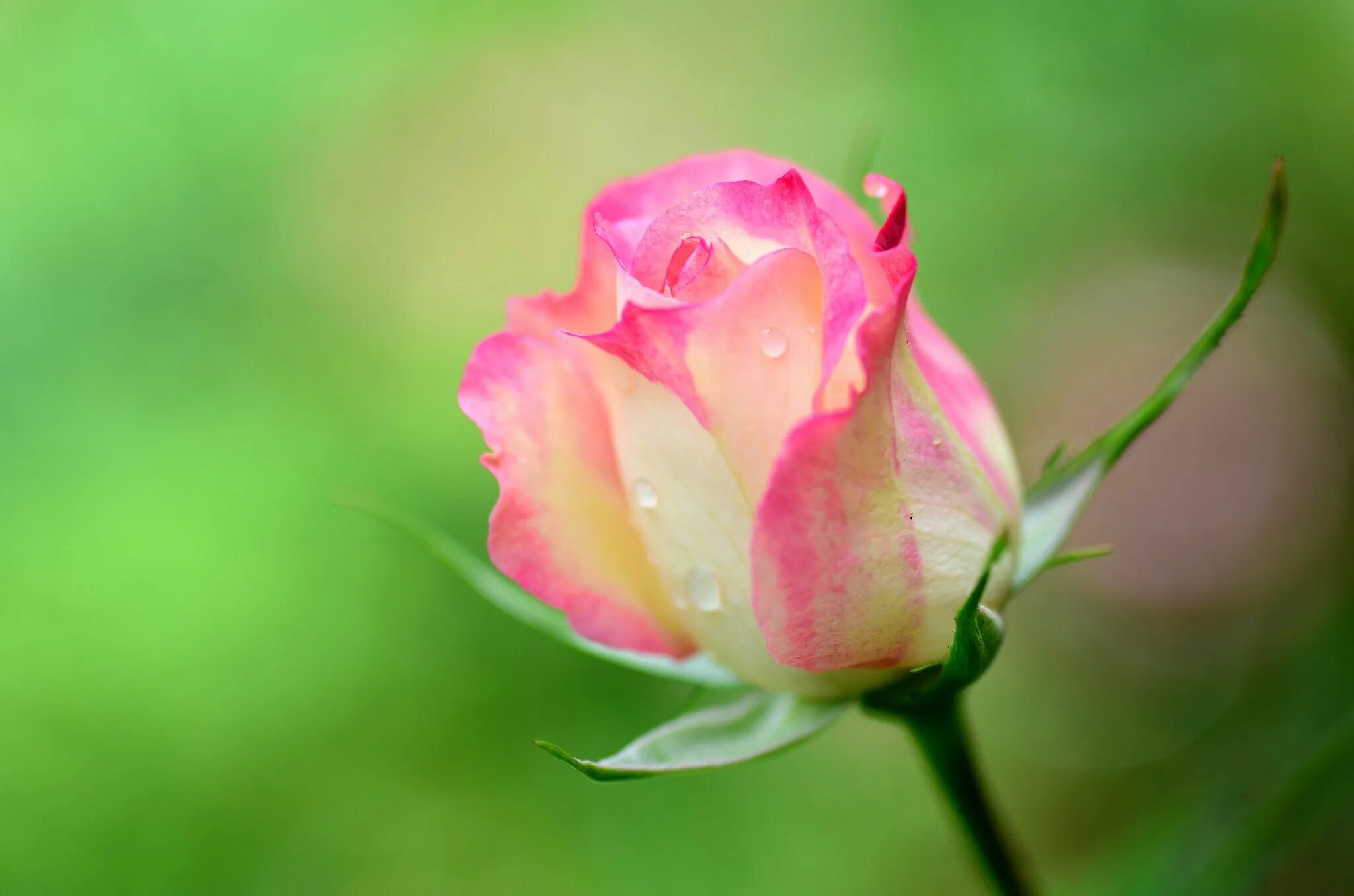 Бутон розы. Розовые цветы бутоны. Нежные розовые бутоны. Бутон розовой розы