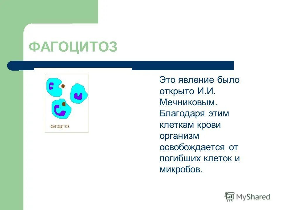 фагоцитоз лейкоцитов схема. фагоцитоз лейкоцитов. лейкоци кровь строение. функции клеток крови лейкоцитов. фагоцитоз форменные элементы.