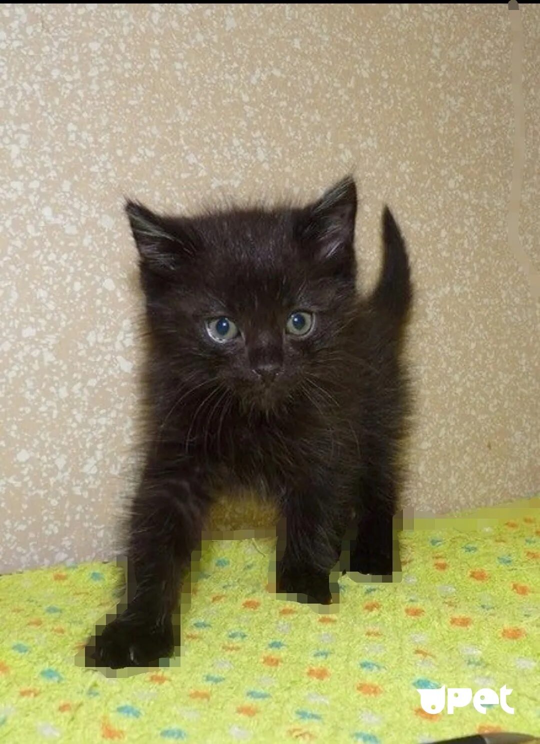 Бомбейская кошка котята 1 месяца. Черные гладкошерстные котята 1 месяц. Черный котенок. Маленький черный котенок. Черные котята в добрые