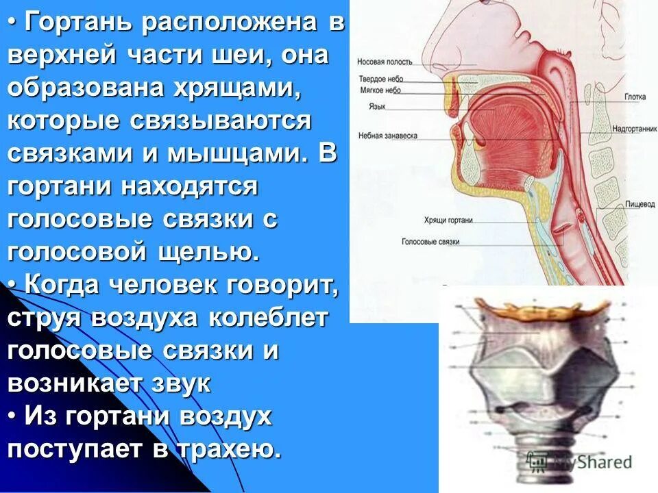 Гортань переходит в