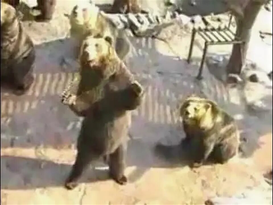 Видео смешной мишка