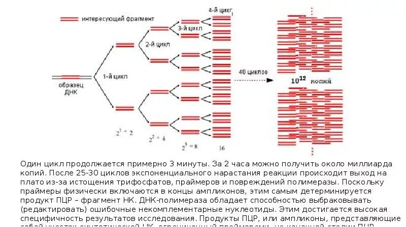 Схема циклов ПЦР. Этапы ПЦР схема. ПЦР РНК схема. Схема исследования методом ПЦР.