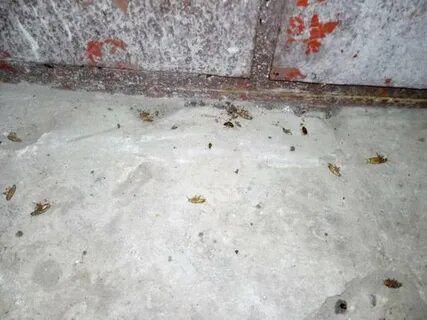 Тараканы в многоквартирном доме что делать