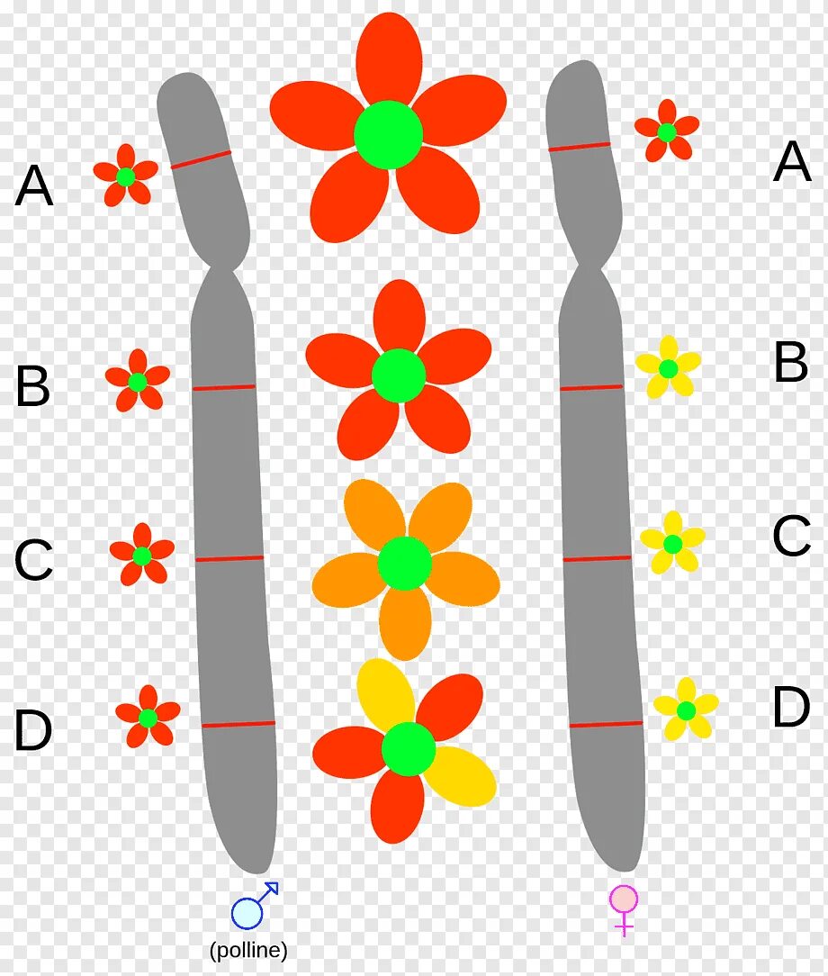 Различные аллельные гены. Аллель. Аллели в хромосомах. Хромосома ген аллель. Гены и аллели.
