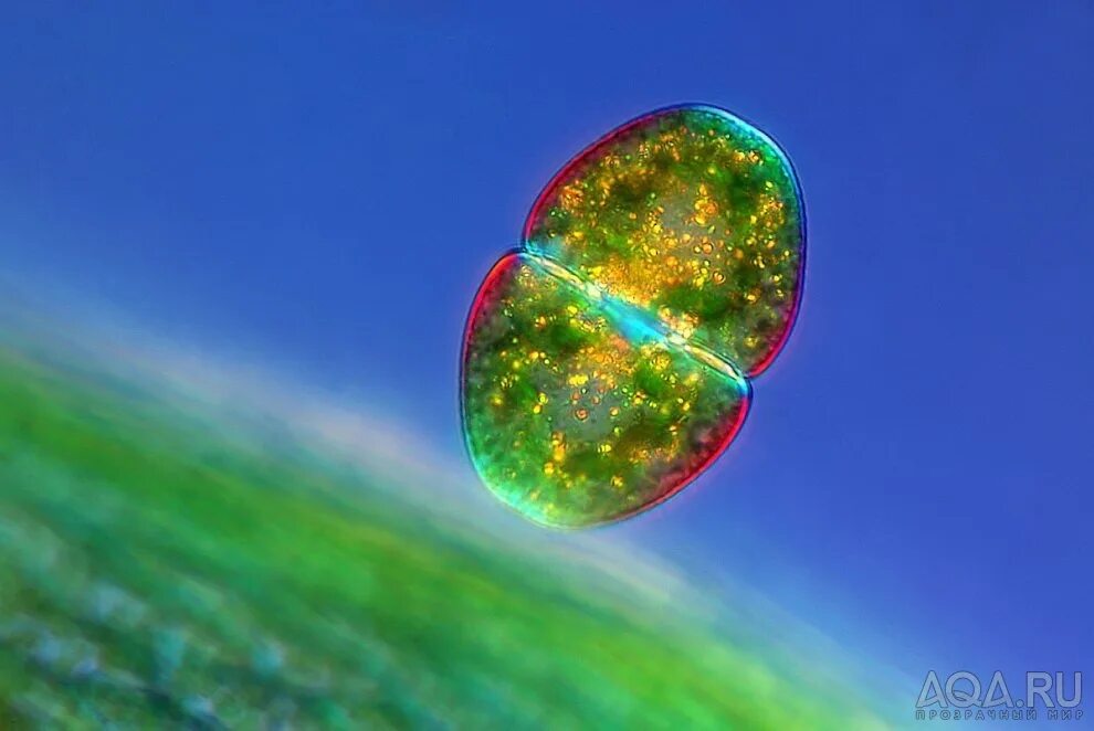 Микромир бактерии. Мир под микроскопом. Красивые бактерии. Фотографии микромира.